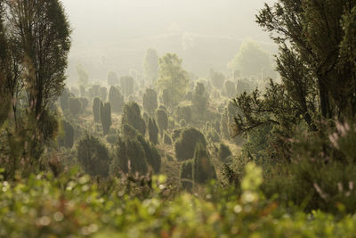 Trees on landscape