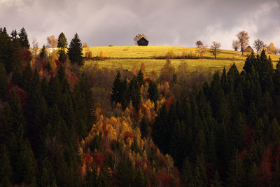 Scenic view of trees on land against sky