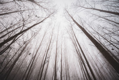 Low angle view of bare trees in forest during winter