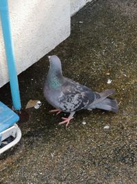 High angle view of pigeons perching