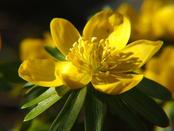 Close-up of yellow flower blooming outdoors