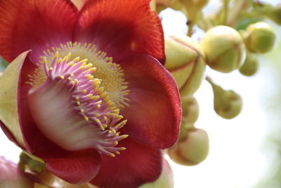 Close-up of red flowering plant