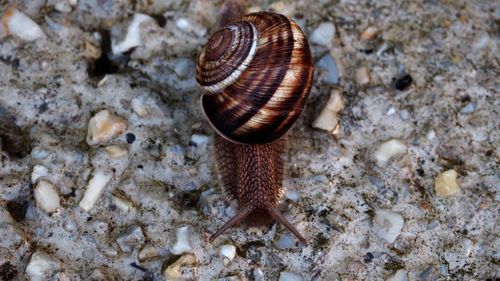 High angle view of snail on rock