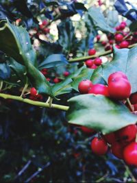 Close-up of red leaves