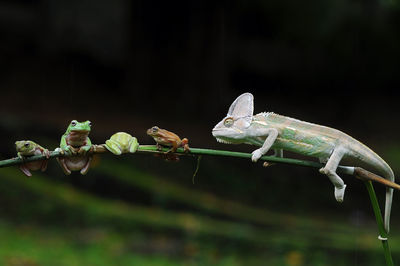 Close-up of insect