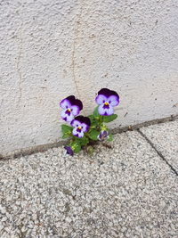 Close-up of flowers blooming outdoors