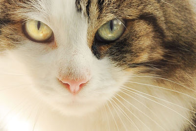 Close-up portrait of cat