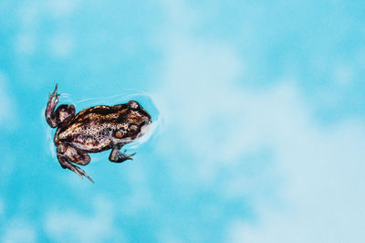 High angle view of frog in lake