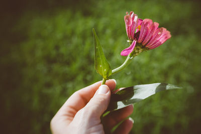 Close-up of hand holding flower