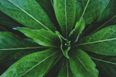 Full frame shot of leaves