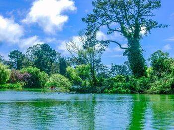 Trees by lake against sky