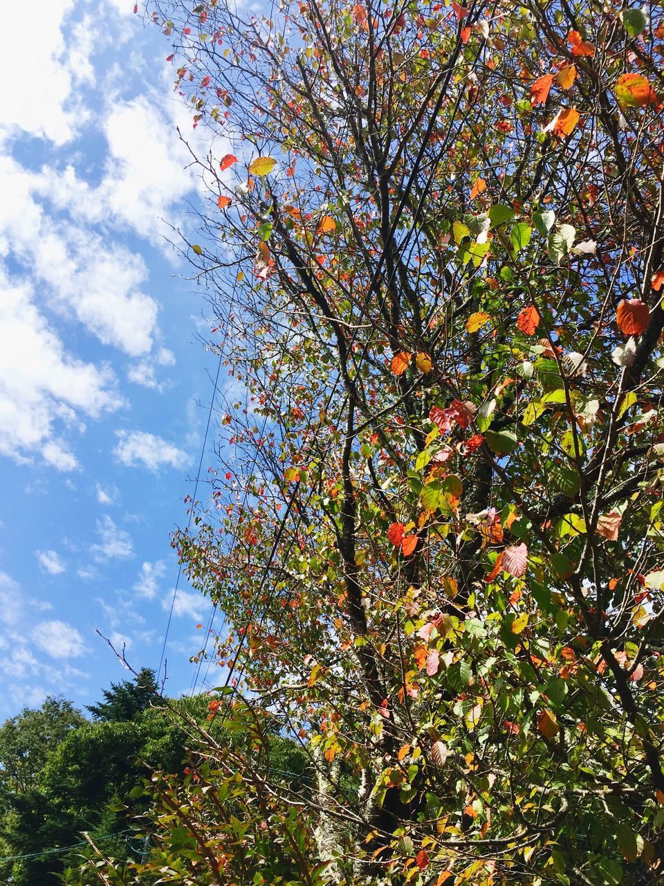 plant, growth, tree, beauty in nature, flower, sky, nature, low angle view, day, no people, flowering plant, branch, freshness, blossom, fruit tree, tranquility, outdoors, fragility, cloud - sky, autumn, springtime, change, cherry blossom