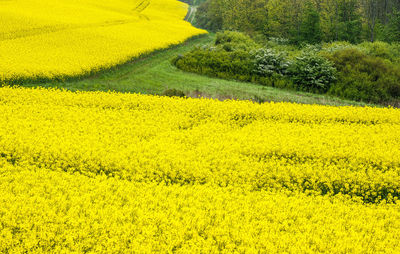 rapeseed