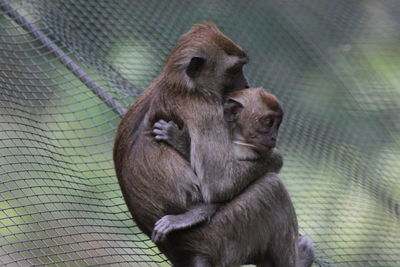 Close-up of monkey in cage