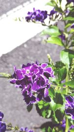 Close-up of purple flowers