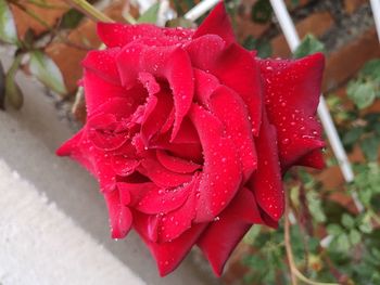 Close-up of wet red rose