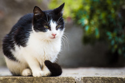 Close-up portrait of a cat