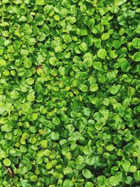 Full frame shot of leaves on field