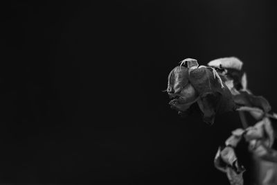 Close-up of wilted rose against black background