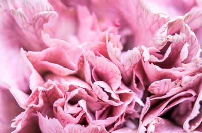 Close-up of pink flower