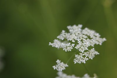 Close-up of white flowers