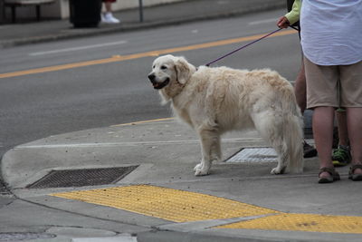 Low section of man with dog on sidewalk