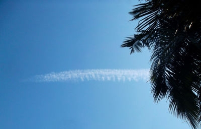 Low angle view of palm trees against blue sky