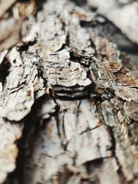 Full frame shot of tree