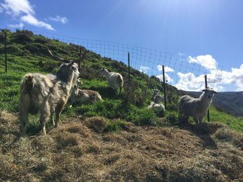 Sheep grazing on field against sky