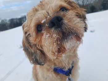 Close-up portrait of dog on snow during winter