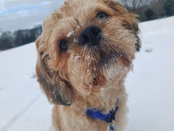 Close-up portrait of dog on snow