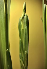 Close-up of vegetables against green background