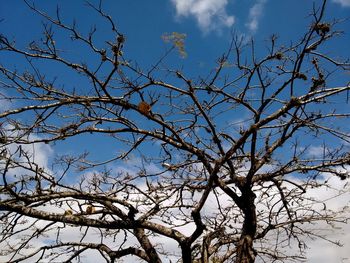 Low angle view of bare tree against sky