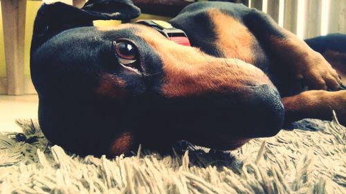 Close-up of dog relaxing on grass