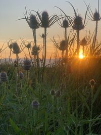 Close-up of flowering plants on field against sunset sky