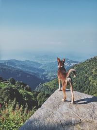 Dog sitting on mountain against sky