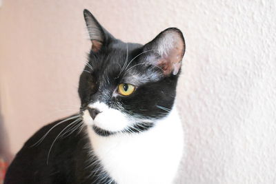 Close-up portrait of a cat