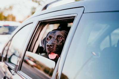 Close-up of dog in car