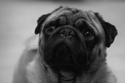 Close-up portrait of a dog