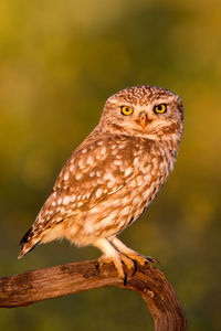 Close-up of owl perching on branch