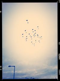 Low angle view of birds flying in sky