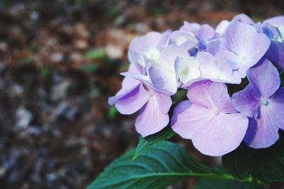 Close-up of flowers blooming outdoors