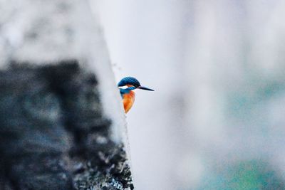 Close-up of bird perching on tree