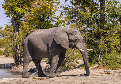 Elephants drinking water