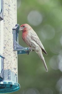 Bird perching on a feeder