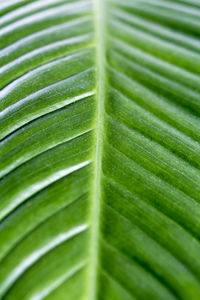 Full frame shot of green leaves