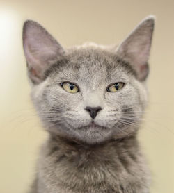 Close-up portrait of a cat