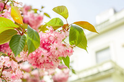 Close-up of pink cherry blossoms