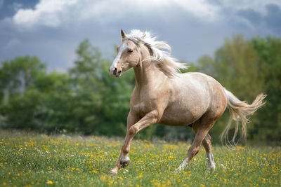 Horse running on grassy field