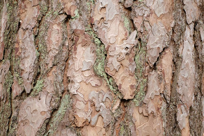 Full frame shot of tree trunk